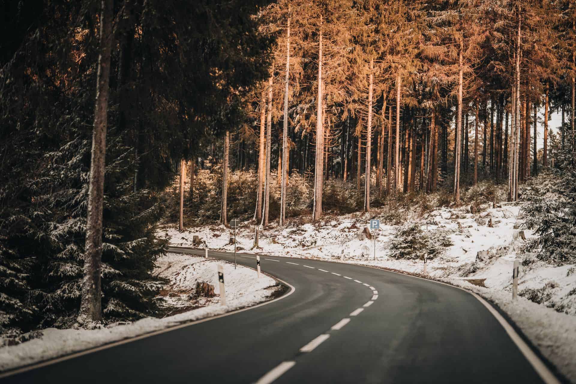 Forest road in winter