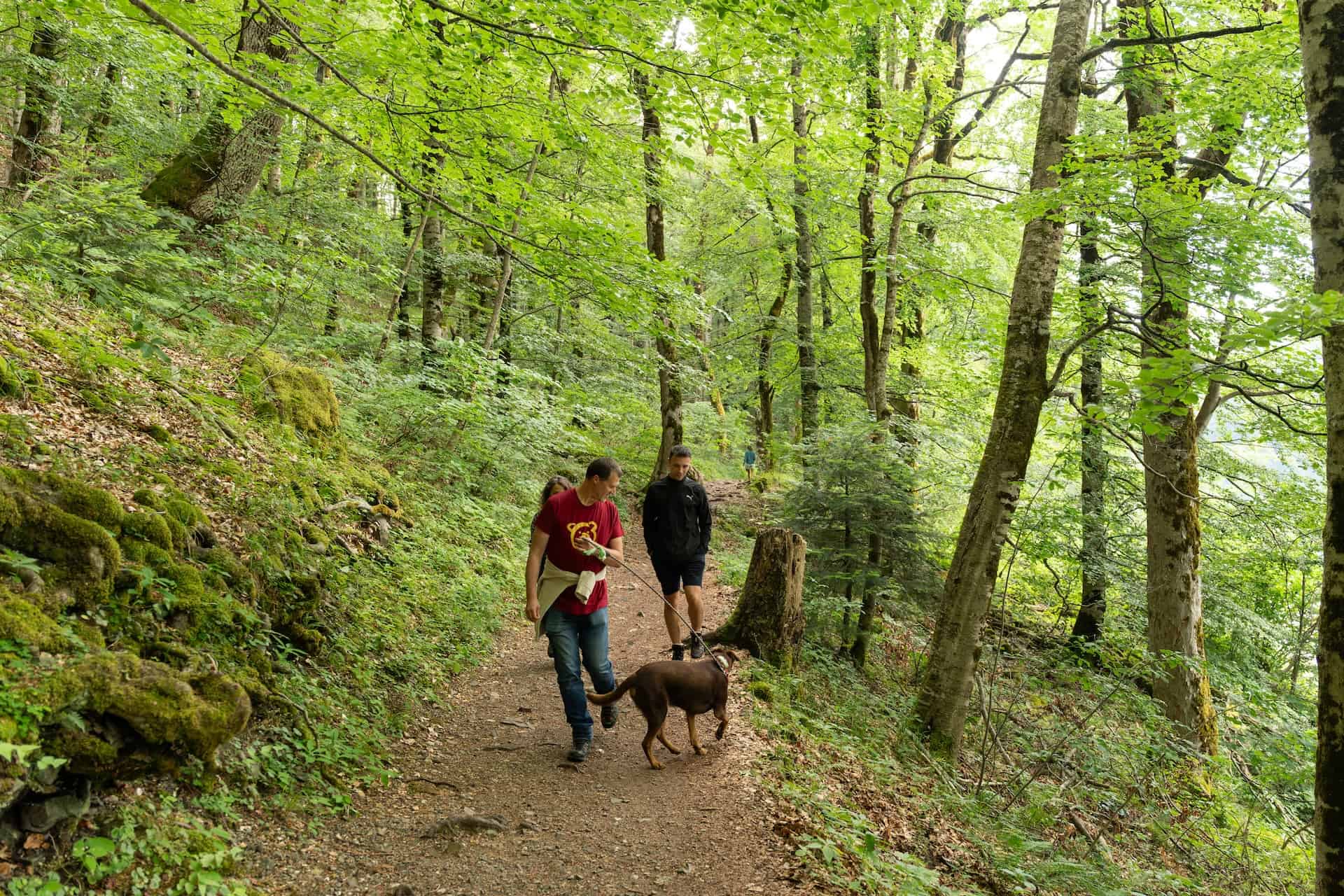 Family walking in the woods with their dog on a leash