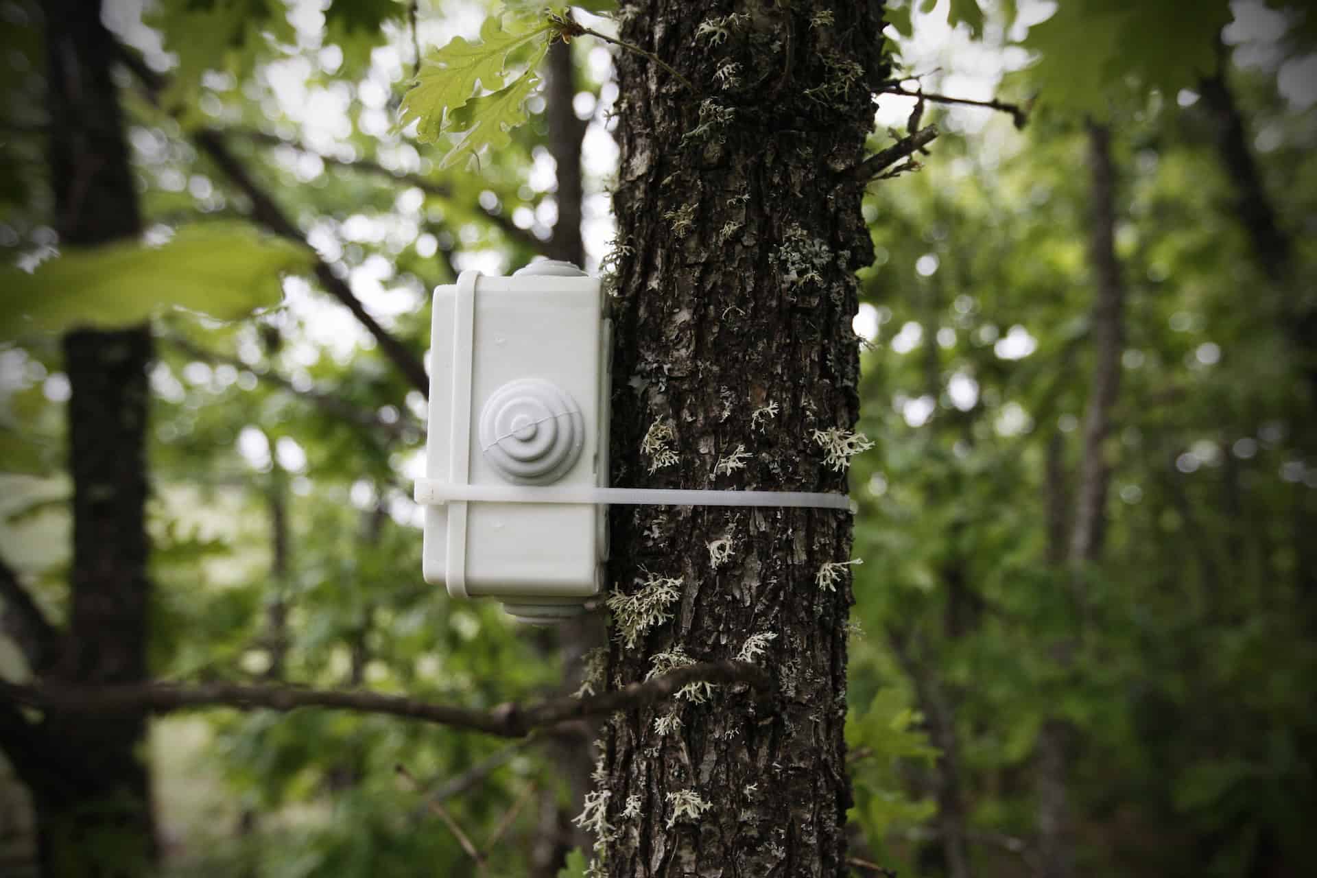 Camera trap attached to a tree
