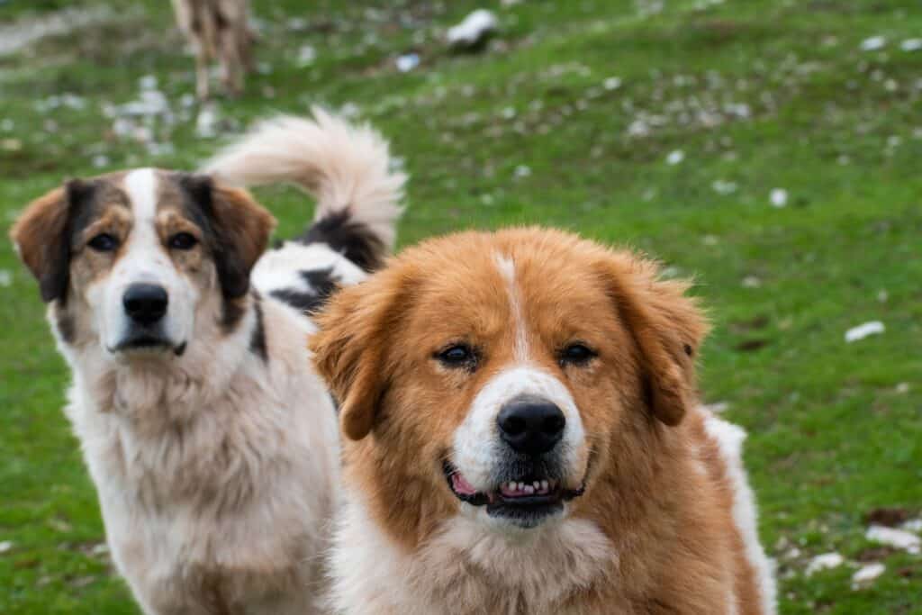 Two guardian dogs in a field