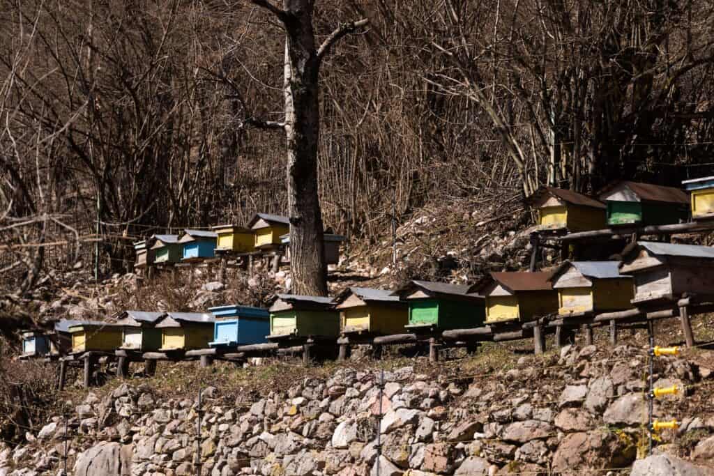 A row of beehives at the edge of a wood