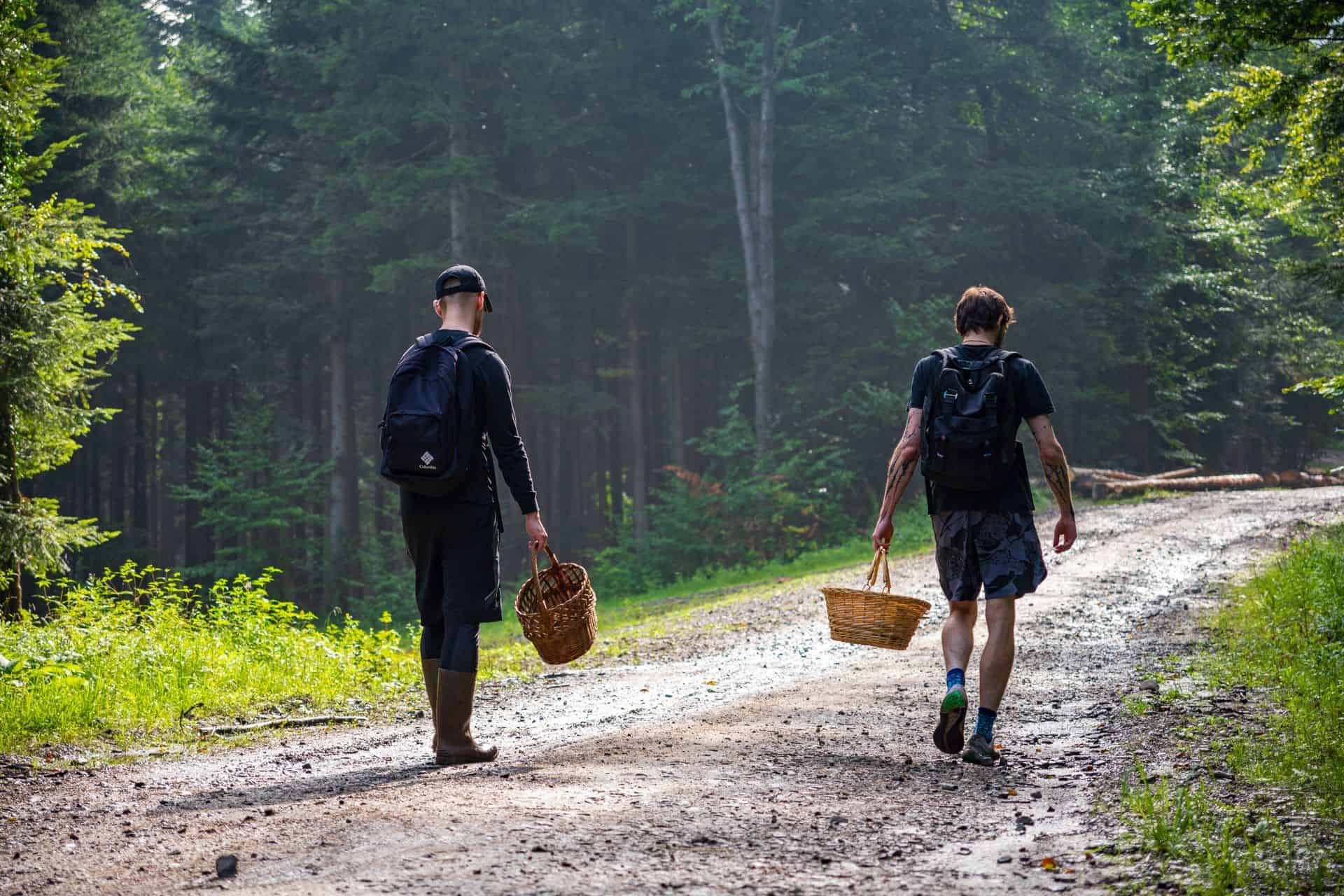 Mushroom pickers walk along a path