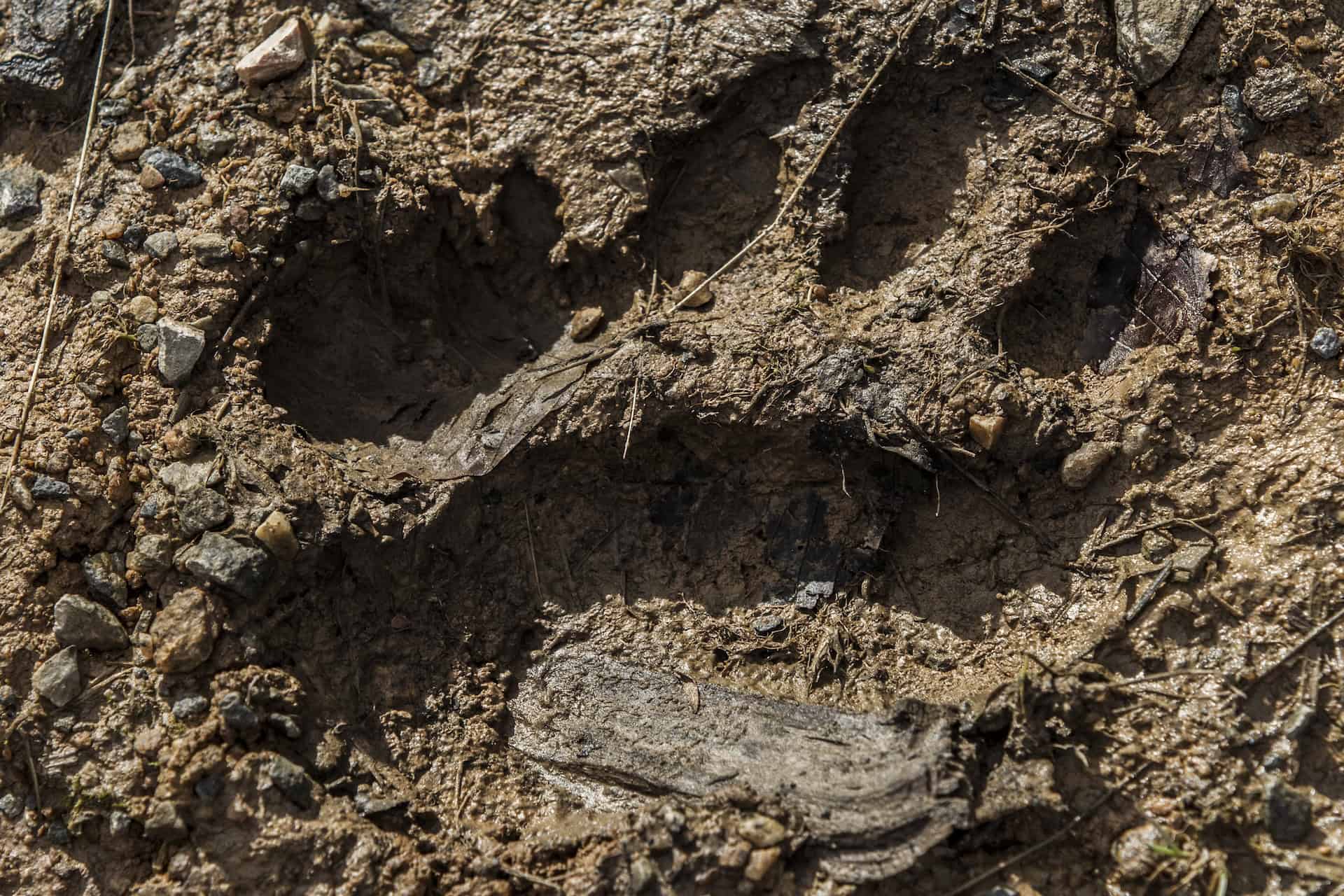 Bear print in the foreground
